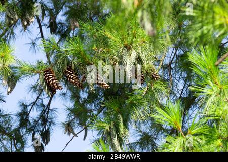 Nahaufnahme der großen Kiefernzapfen, die auf einem Baumzweig über blauem klaren Himmelshintergrund wachsen. Stockfoto