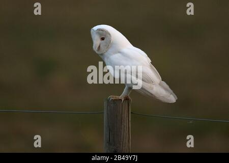 Barn Owl (Tyto alba) Cley Norfolk UK
