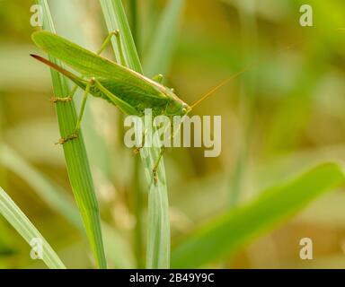 Lange gemorene Heuschrecke, die im Gras krabbelte, wild Stockfoto