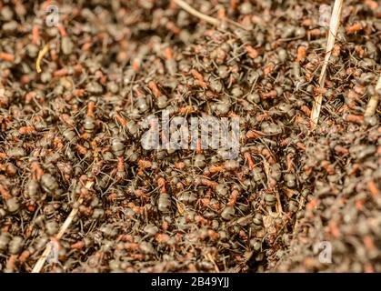 Ameisen auf einem Anthill, der einen über den anderen krabbelt, Detail, wild Stockfoto