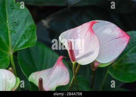 Anthurium Andraeanum im Princess of Wales Conservatory, Royal Botanic Gardens, Kew, London, Großbritannien Stockfoto