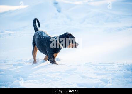 Gesunder süßer junger rottweiler Hund spaziert an einem sonnigen Wintertag durch Schneeverwehungen. Das Konzept der gesunden gepflegten Tiere. Platz für Text Stockfoto