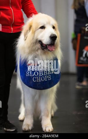 Birmingham, Großbritannien. März 2020. Pyrenäen Mountain Dog Faith am zweiten Tag von Crufts. Credit: Jon Freeman/Alamy Live News Credit: Jon Freeman/Alamy Live News Stockfoto