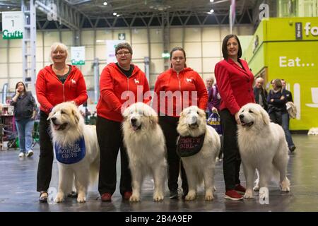 Birmingham, Großbritannien. März 2020. Die Pyrenäen-Berghunde Boris, Estavez, Faith & Max mit ihrer Züchterin Lisa Holmes und ihrem Team von Handlern stehen am zweiten Tag von Crufts an. Credit: Jon Freeman/Alamy Live News Credit: Jon Freeman/Alamy Live News Stockfoto