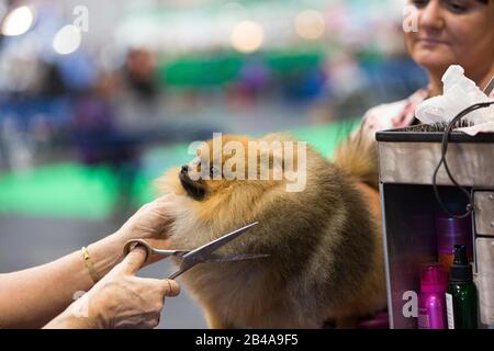 Birmingham, Großbritannien. März 2020. Ein Pommerscher, der am zweiten Tag der Kreuzfahrt gepflegt wird. Credit: Jon Freeman/Alamy Live News Credit: Jon Freeman/Alamy Live News Stockfoto