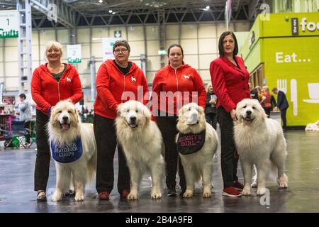 Birmingham, Großbritannien. März 2020. Die Pyrenäen-Berghunde Boris, Estavez, Faith & Max mit ihrer Züchterin Lisa Holmes und ihrem Team von Handlern stehen am zweiten Tag von Crufts an. Credit: Jon Freeman/Alamy Live News Credit: Jon Freeman/Alamy Live News Stockfoto