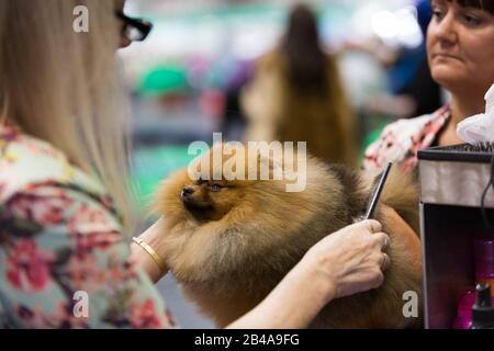 Birmingham, Großbritannien. März 2020. Ein Pommerscher, der am zweiten Tag der Kreuzfahrt gepflegt wird. Credit: Jon Freeman/Alamy Live News Credit: Jon Freeman/Alamy Live News Stockfoto