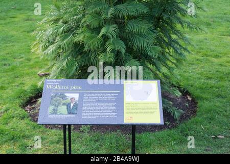 Eine Informationstafel neben einer vom Aussterben bedrohten Wollemi-Kiefer in den Royal Botanic Gardens, Kew, London, England, Großbritannien Stockfoto