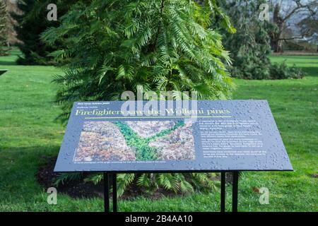 Eine Informationstafel neben einer vom Aussterben bedrohten Wollemi-Kiefer in den Royal Botanic Gardens, Kew, London, England, Großbritannien Stockfoto