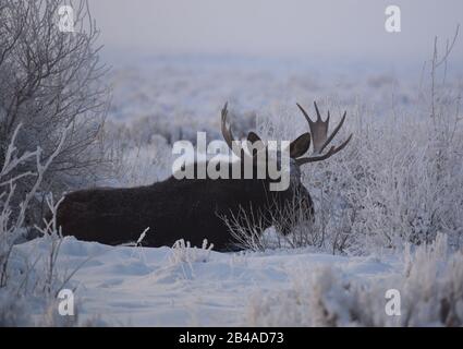 Ein Bullenmoose schützt vor Ort während eines Schneesturms im Winter am Seedskadee National Wildlife Refugee im Sweetwater County, Wyoming. Stockfoto