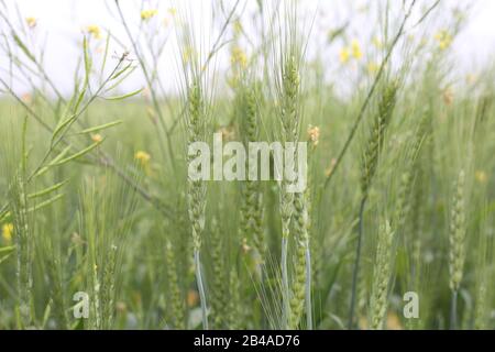 Young green wheat on a beautiful Stockfoto