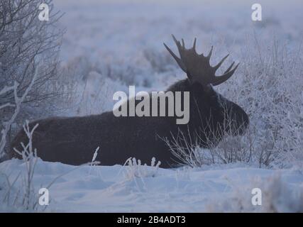 Ein Bullenmoose schützt vor Ort während eines Schneesturms im Winter am Seedskadee National Wildlife Refugee im Sweetwater County, Wyoming. Stockfoto