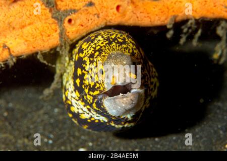 Schneeflocke Moray Aal (Echidna Nebulosa) Lembeh Strait, Indonesien Stockfoto