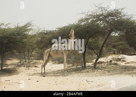 Kamel, das Blätter vom Baum in Salalah Oman isst Stockfoto