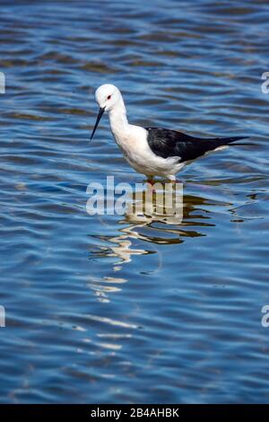 Schwarz geflügelte Stelze, im Vogelreservat in der Laguna Salada de la Mata, Torrevieja, Costa Blanca, Spanien Stockfoto