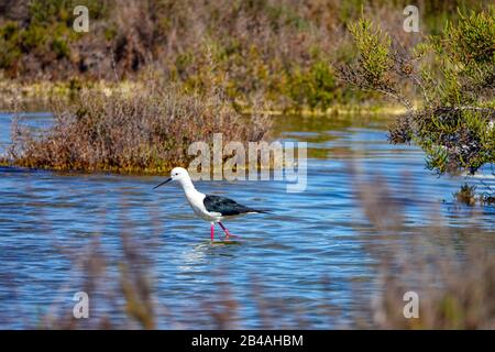 Schwarz geflügelte Stelze, im Vogelreservat in der Laguna Salada de la Mata, Torrevieja, Costa Blanca, Spanien Stockfoto