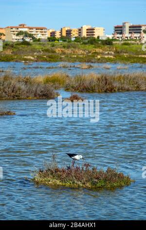 Schwarz geflügelte Stelze, im Vogelreservat in der Laguna Salada de la Mata, Torrevieja, Costa Blanca, Spanien Stockfoto