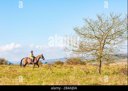 Martin, Damerham, West Hampshire, Großbritannien, 6. März 2020, Wetter. Es gibt einen Frühling für einen Pferdefahrer auf Martin Down Kreide und National Nature Reserve nahe der Grenze zu Hampshire Dorset. Warme Sonne und blauer Himmel atmen Leben mit einem Lächeln in die Landschaft, die in den frühen Frühlingstagen lebt. Credit: Paul Biggins/Alamy Live News Stockfoto