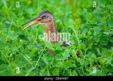 Eine King Rail (Rallus elegans), die in ihrem Lebensraum der Küstenmarschen einheimisch ist. Beaumont, Texas, USA. Stockfoto