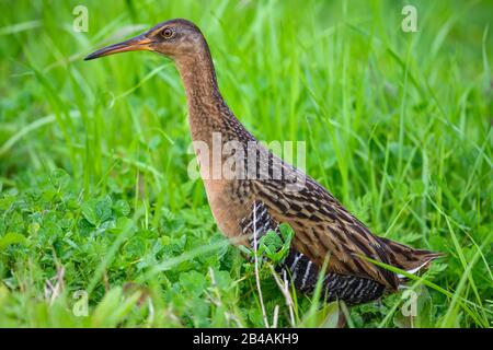 Eine King Rail (Rallus elegans) in ihrem Lebensraum der Küstenmarschen. Beaumont, Texas, USA. Stockfoto