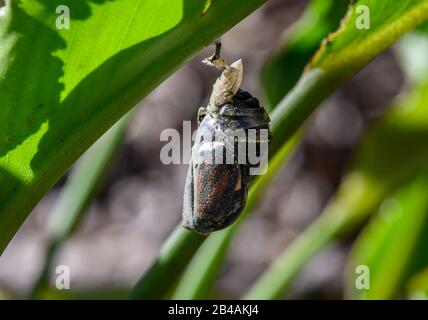 Ein Monarch-Schmetterling (Danaus Plexippus) ist bereit, aus seinem Chrysalis hervorzugehen. Houston, Texas, USA. Stockfoto