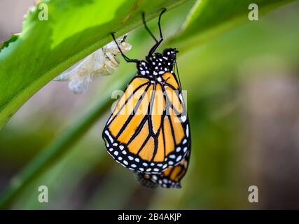 Frisch auftauchter Monarch Butterfly (Danaus plexippus) aus Chrysalis. Houston, Texas, USA. Stockfoto