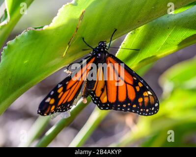 Frisch auftauchter Monarch Butterfly (Danaus plexippus) aus Chrysalis. Houston, Texas, USA. Stockfoto