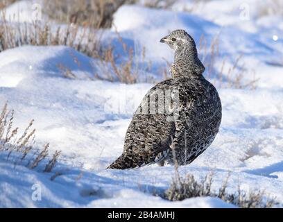 Eine Größere sage Grouse vergiht im Winter im Neuschnee im Seedskadee National Wildlife Refugee im Sweetwater County im US-Bundesstaat Wyoming. Stockfoto