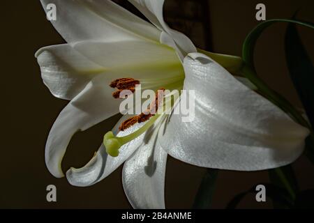 Ein Makrobild in einer glitzernden weißen Lilienblume mit einem dramatischen schwarzen Hintergrund Stockfoto