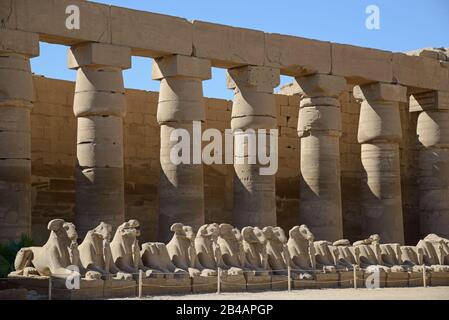 Avenue of Sphinxes (Luxor, Karnak Temple Complex) vor großen Säulen Hintergrund. Ägypten. Stockfoto