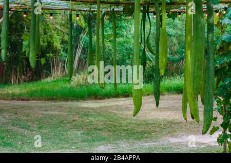 Luffa cylindrica (Schwammgourd, Glattes Loofah, Gemüseschwamm, Feinhandtuch); EIN buntes Obst, das rund und lang ist. Gelbe Blume und grüne le Stockfoto