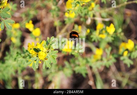 Hummeln sammeln Nektar aus der gelben Blüte. Stockfoto