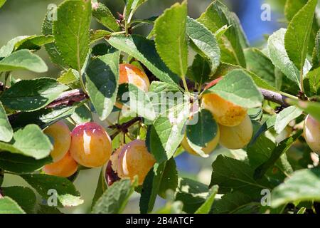 Frankreich, mirabelle plum Tree, mirabelle plum Stockfoto