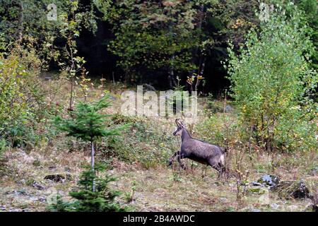 Frankreich, Haut Rhin, Ballons des regionalen Naturparks Vosges, Storckensohn, La Tete des Perches, die Wiese chaume de Gazon vert, junge Gesimse (Rupicapra rupicapra) Stockfoto