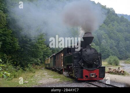 Fahrende Holzbrenner-Lok von Mocanita (Maramures, Rumänien). Stockfoto