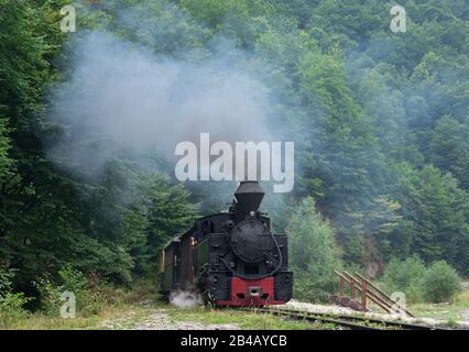 Fahrende Holzbrenner-Lok von Mocanita (Maramures, Rumänien). Der alte Zug liegt vor grünem Baumhintergrund. Stockfoto