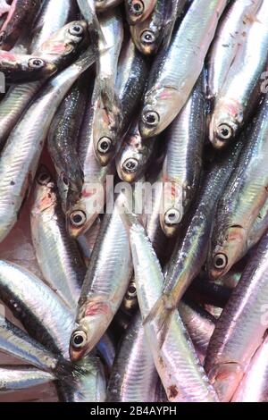 Frankreich, Aude, Narbonne, Les Halles Baltard Style, der 1901 eingeweiht wurde, Sardellen zum Verkauf beim Fischhändler Stockfoto