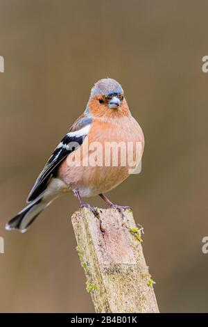 Männlich Chaffinch sieht im späten Winter/frühen Frühling in Mittelwales intelligent aus Stockfoto