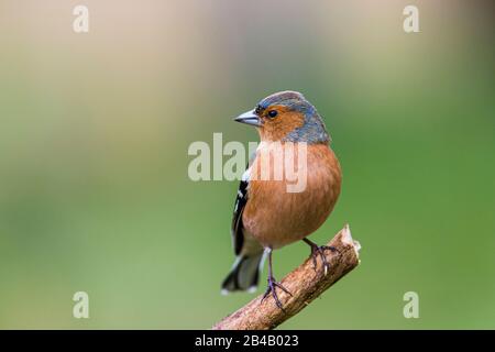 Männlich Chaffinch sieht im späten Winter/frühen Frühling in Mittelwales intelligent aus Stockfoto