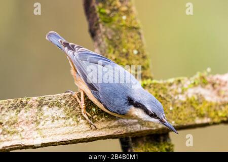 Europäischer Nuthatch sieht im späten Winter/frühen Frühling in Mittelwales intelligent aus Stockfoto