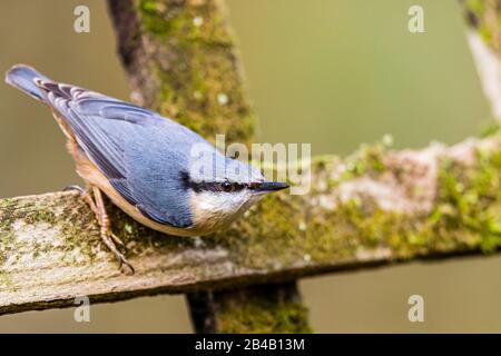 Europäischer Nuthatch sieht im späten Winter/frühen Frühling in Mittelwales intelligent aus Stockfoto