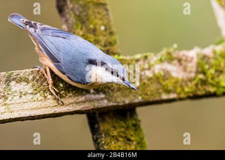 Europäischer Nuthatch sieht im späten Winter/frühen Frühling in Mittelwales intelligent aus Stockfoto