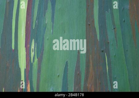 Eukalyptus bunt bunt bellen Hintergrund, aus nächster Nähe. Stockfoto