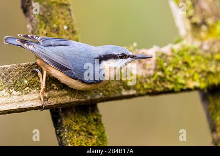 Europäischer Nuthatch sieht im späten Winter/frühen Frühling in Mittelwales intelligent aus Stockfoto