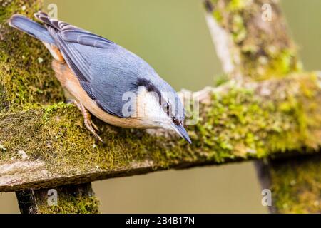 Europäischer Nuthatch sieht im späten Winter/frühen Frühling in Mittelwales intelligent aus Stockfoto