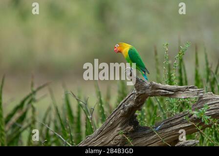 Ein Fischer-Lovebird, der auf einem alten, verwitterten, toten Baumstumpf percht Stockfoto