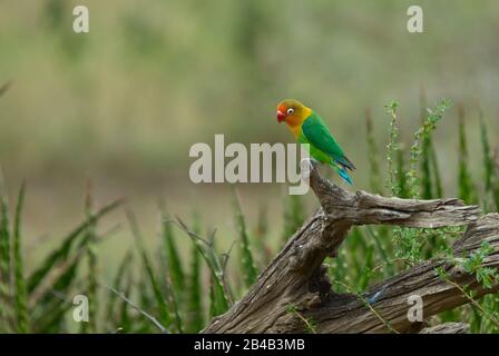 Ein Fischer-Lovebird, der auf einem alten, verwitterten, toten Baumstumpf percht Stockfoto