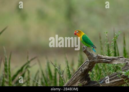 Ein Fischer-Lovebird, der auf einem alten, verwitterten, toten Baumstumpf percht Stockfoto