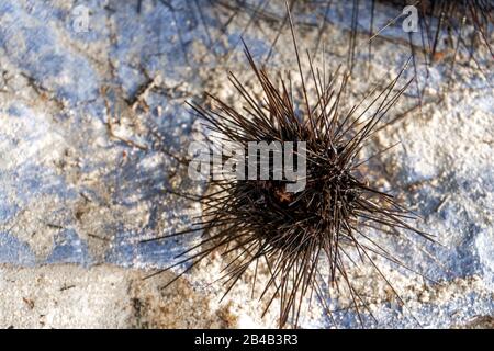 Seeigel an Land. Gefährliche Meeresbewohner mit Dornen. Gefahr bei einem Strandurlaub. Eine Kugel von Nadeln Stockfoto