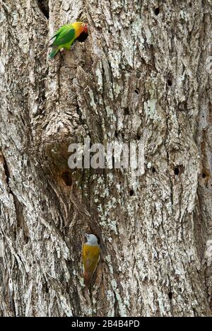 Ein afrikanischer grauer Specht an seinem Baumloch Stockfoto